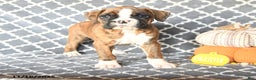 Boxer dogs for sale: Teresa - Ad 1