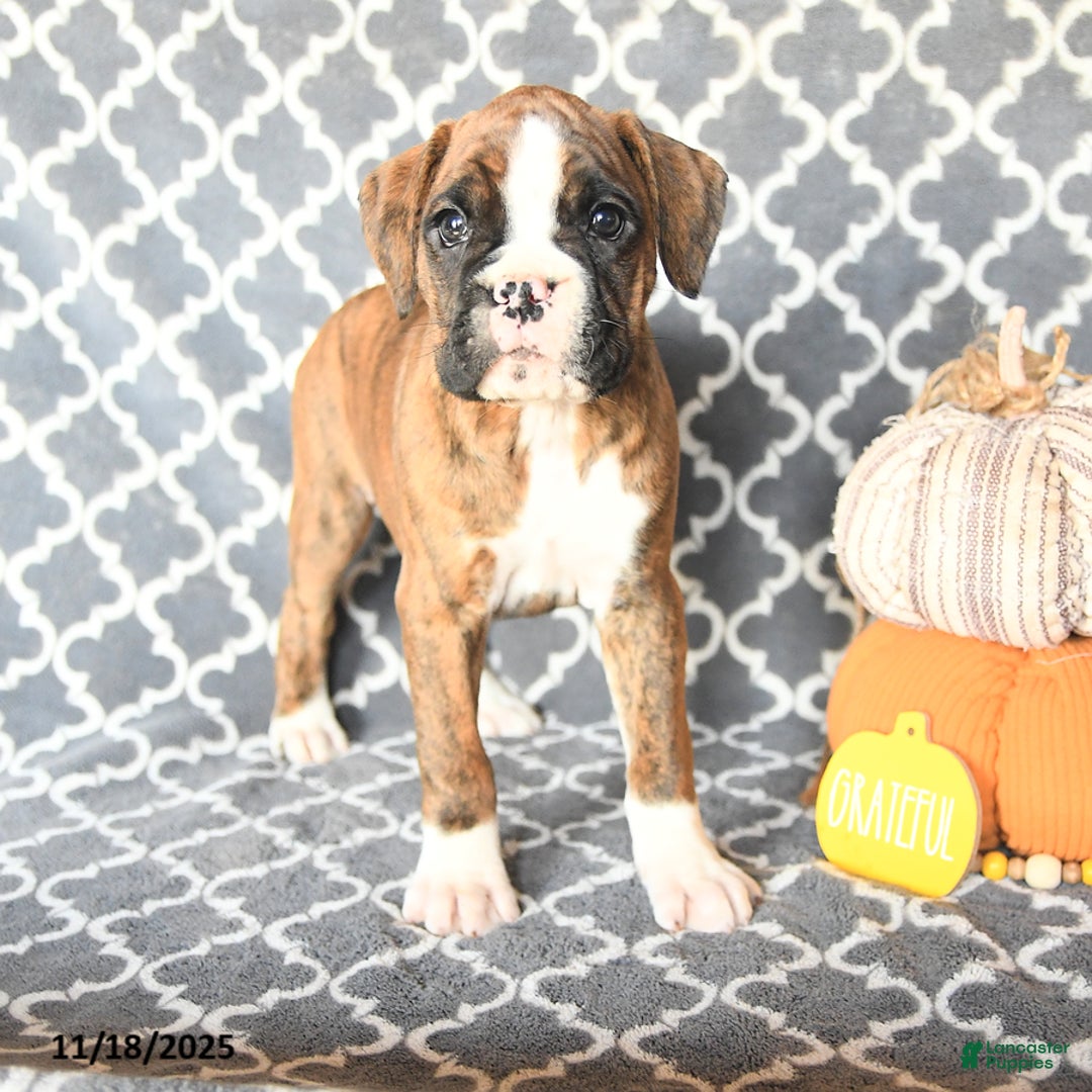 Boxer dogs for sale: Teresa - Ad 1