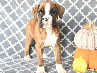 Boxer dogs Teresa - Ad 10