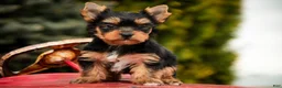 Yorkshire Terrier dogs for sale: Cheyenne - Ad 5