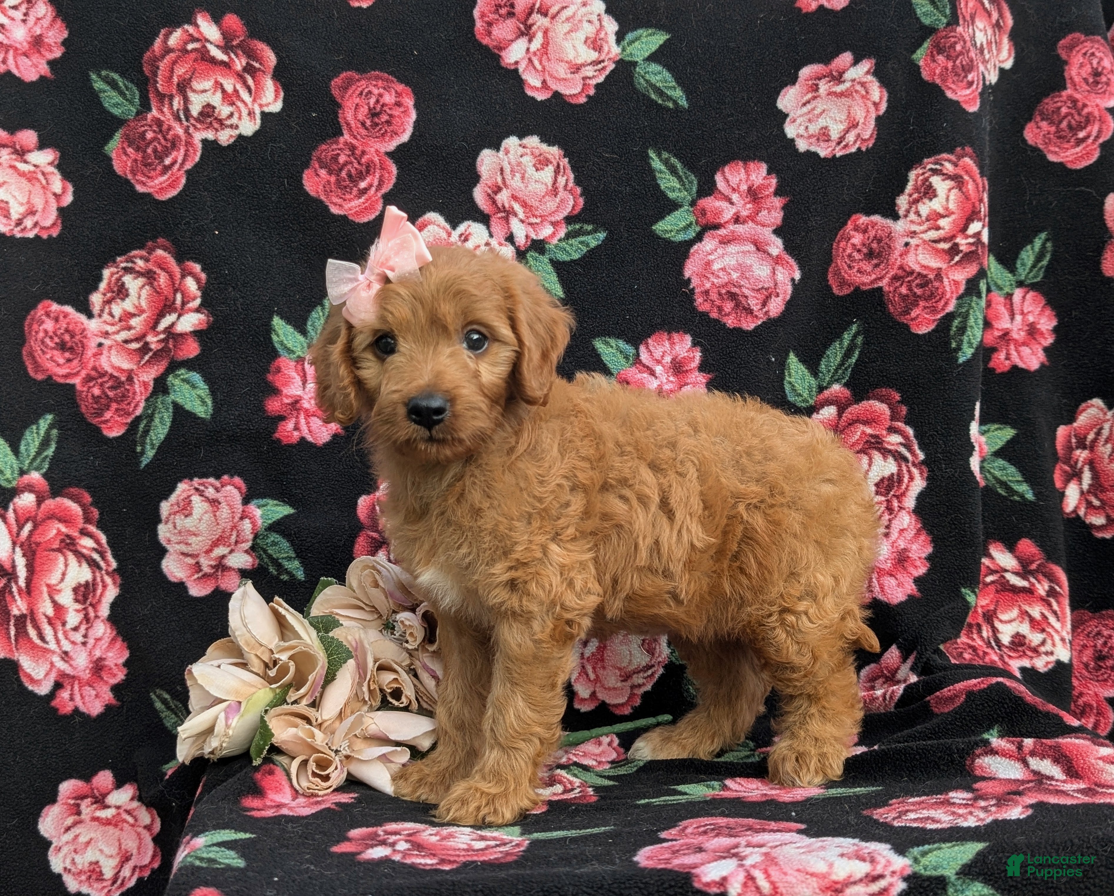 Cavapoo dogs for sale: Adrianna Hypoallergenic - Ad 1