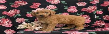 Adrianna Hypoallergenic