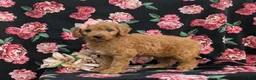 Cavapoo dogs for sale: Adrianna Hypoallergenic - Ad 1