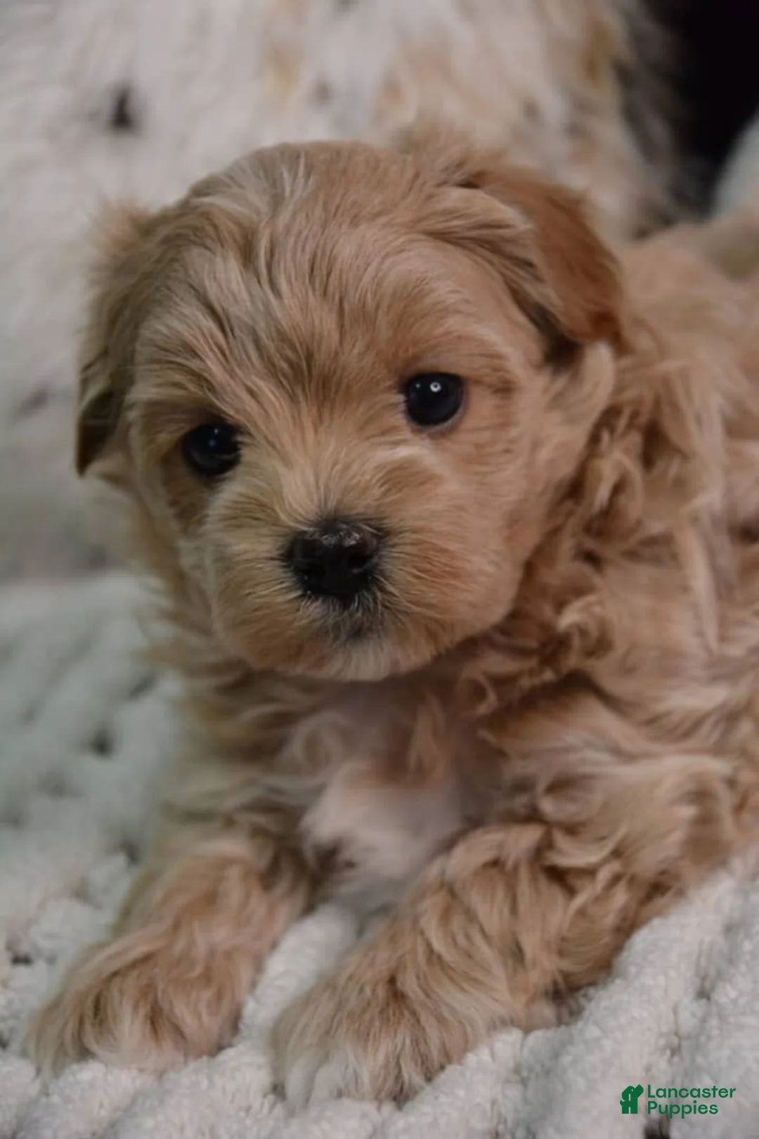 Maltipoo dogs for sale: Crystal - Ad 10