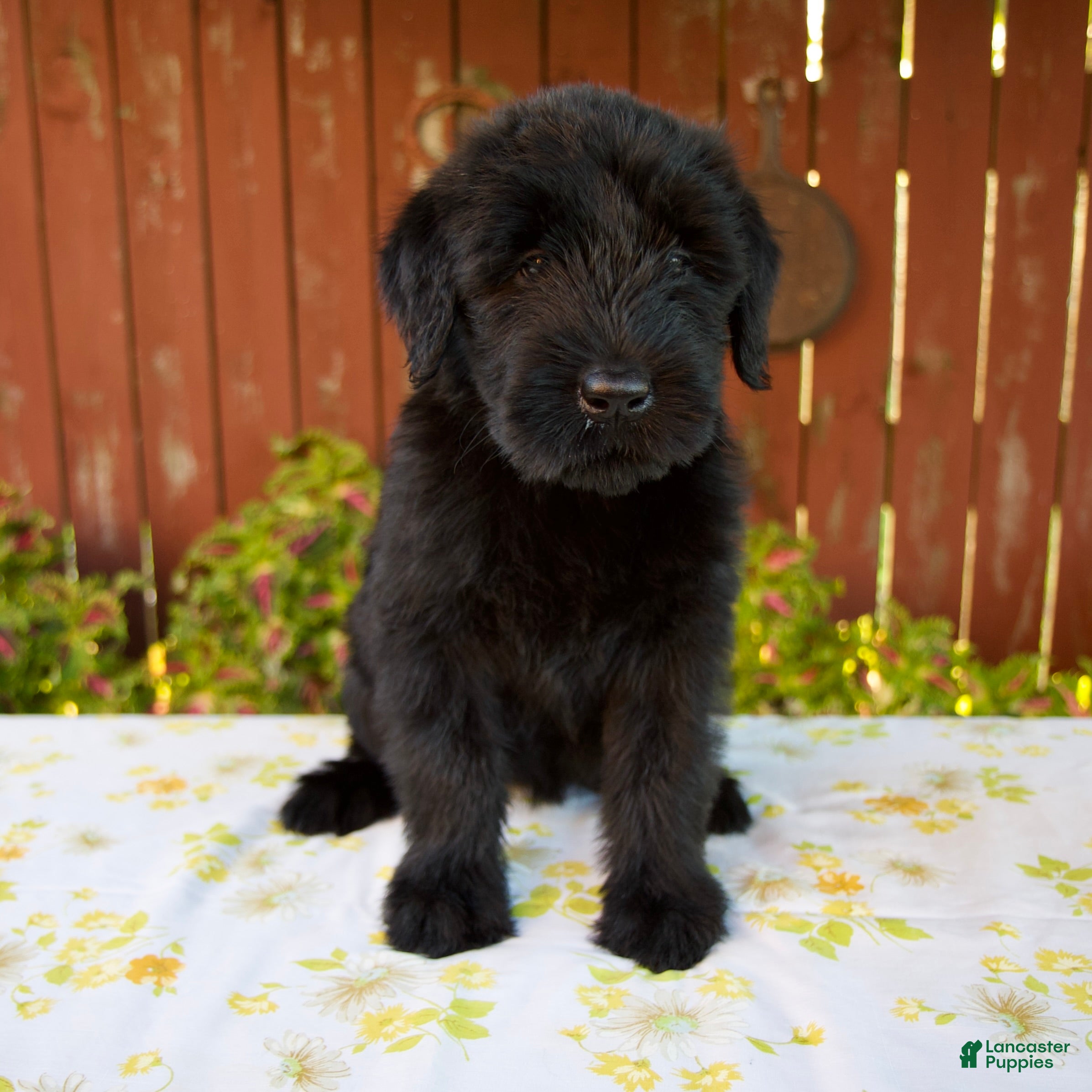 Giant Schnauzer dogs Renita - Ad 1