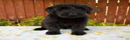 Giant Schnauzer dogs for sale: Renita - Ad 1