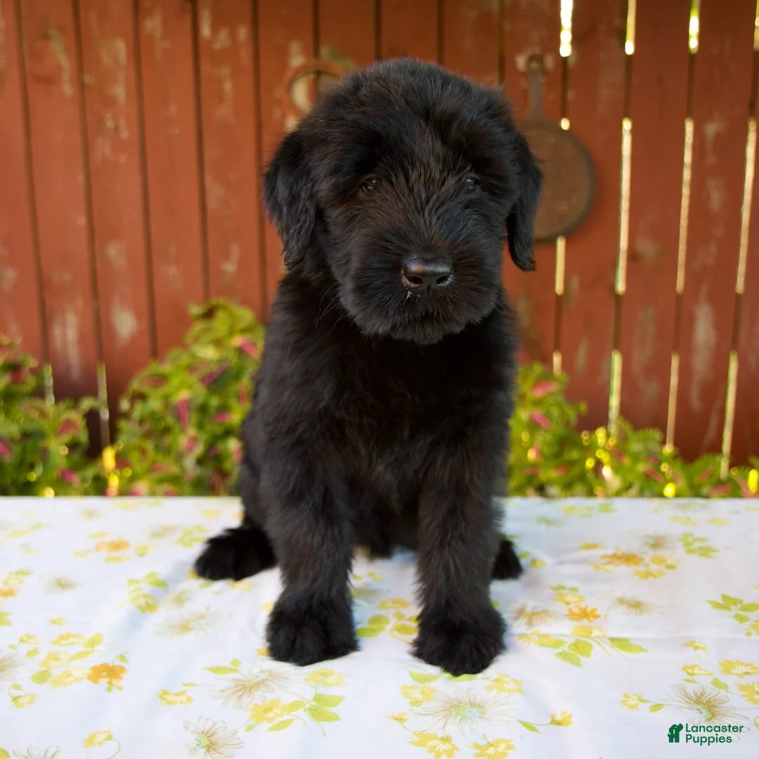 Giant Schnauzer dogs for sale: Renita - Ad 1