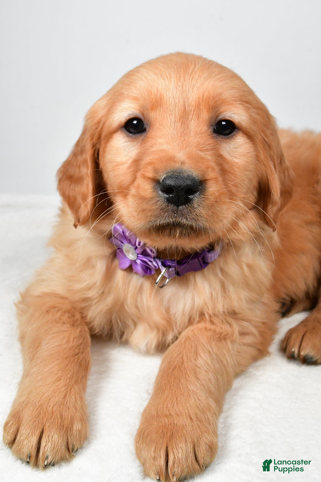 Golden Retriever dogs for sale: Kenzie - Ad 4