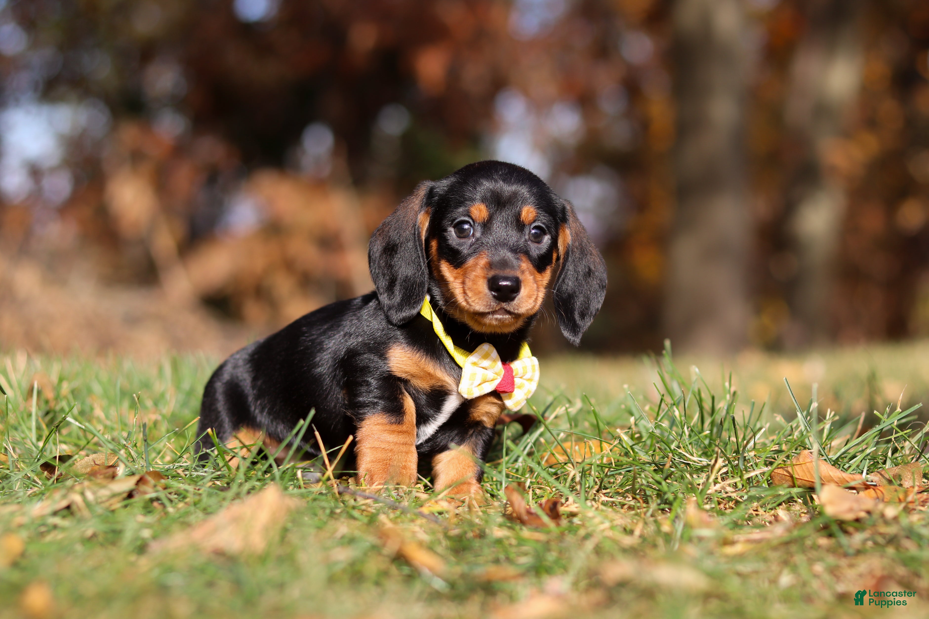 Miniature Dachshund dogs for sale: Charlie - Ad 2