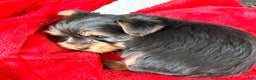 Yorkshire Terrier dogs for sale: Eve - Ad 3