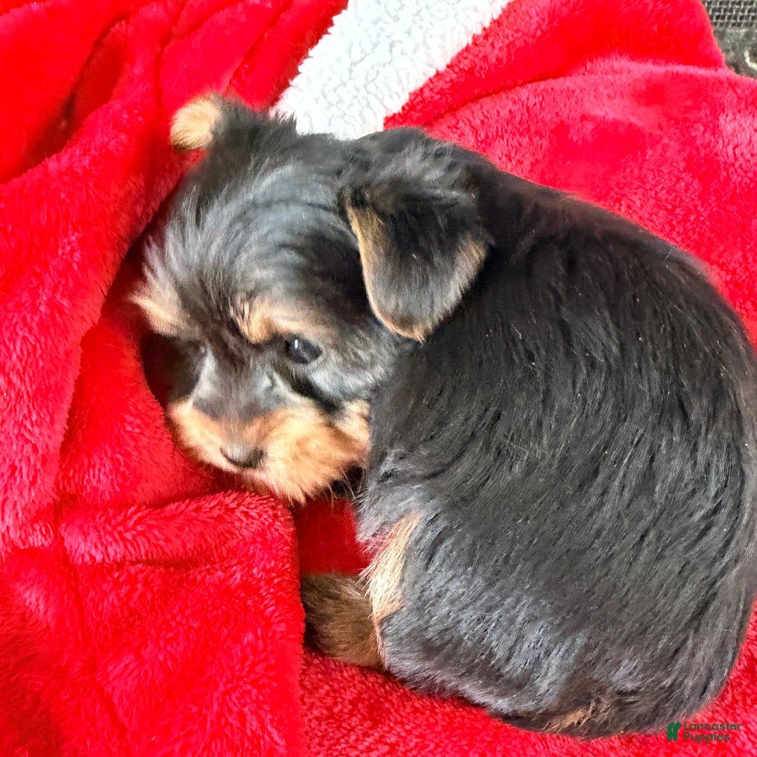 Yorkshire Terrier dogs for sale: Eve - Ad 3