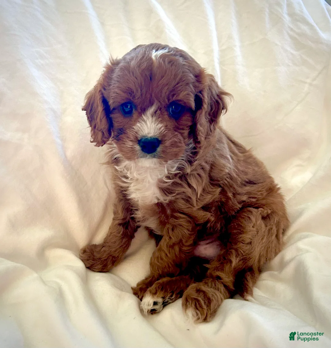 Cavapoo dogs for sale: Teddy 💙  - Ad 1