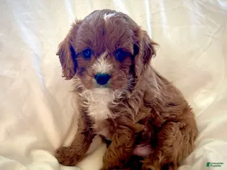 Cavapoo dogs for sale: Teddy 💙 - Ad 3