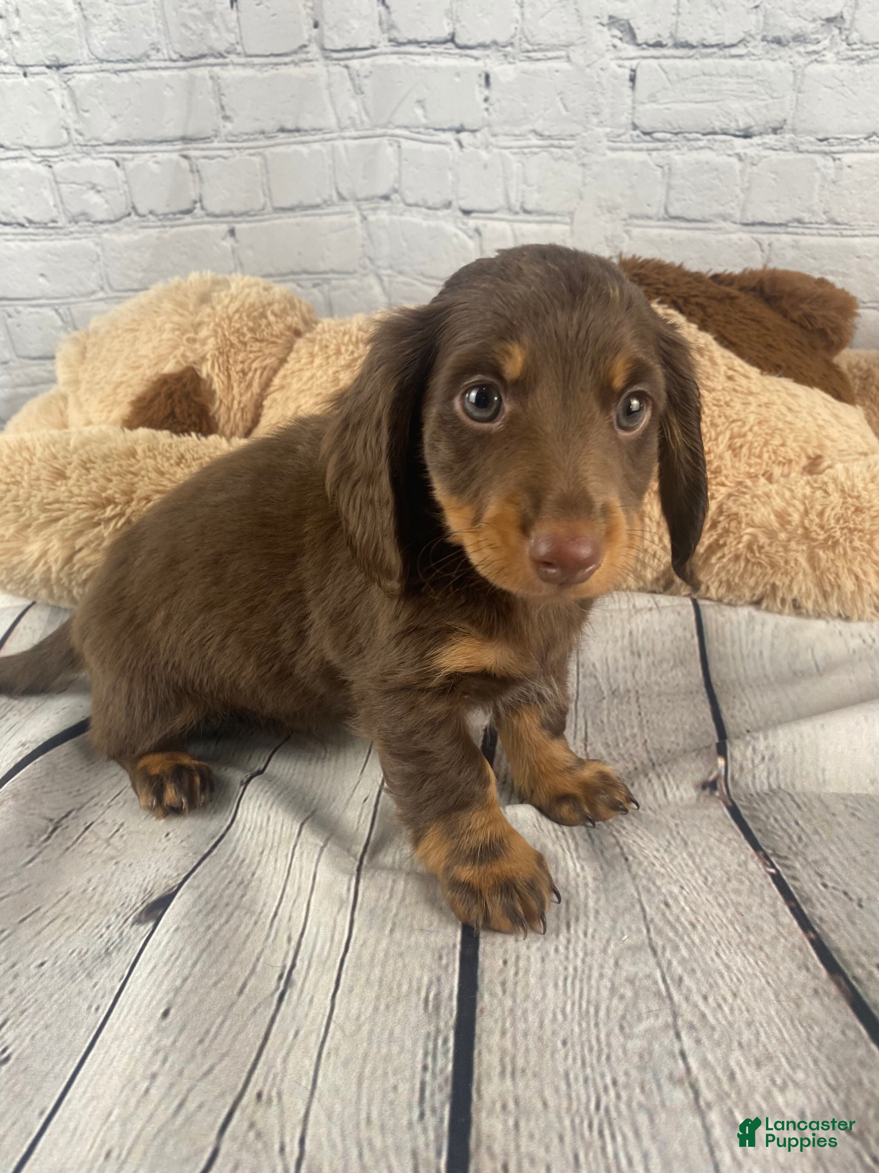 Miniature Dachshund dogs Franco - Ad 1