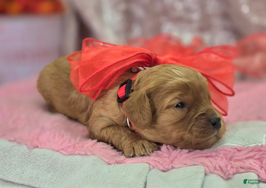 Cavapoo dogs for sale: Slate - Ad 5