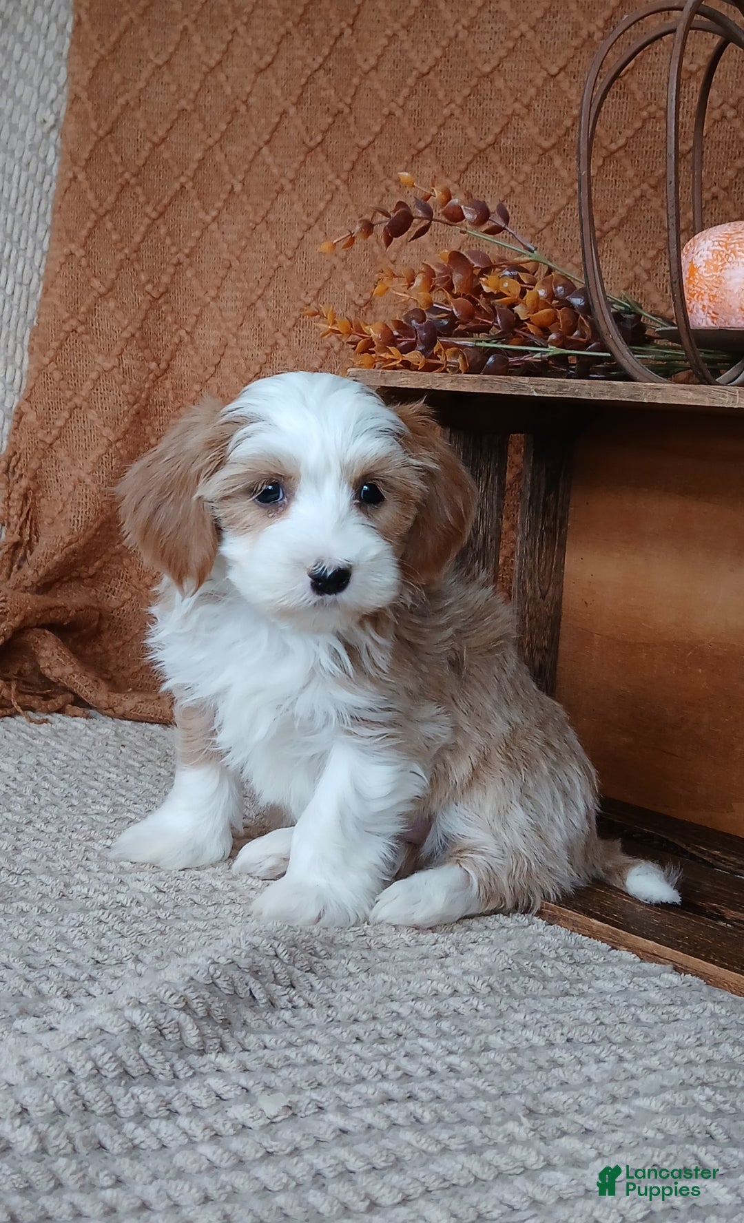 Havanese dogs for sale: Amber  - Ad 6