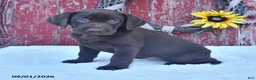 Labrador Retriever dogs for sale: Zoey - Ad 5