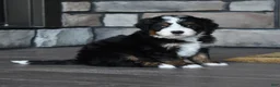Mini Bernedoodle dogs for sale: Jodie - Ad 13