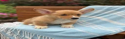 Welsh Corgi Pembroke dogs for sale: Jasper - Ad 11