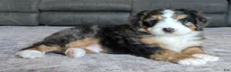 Mini Bernedoodle dogs for sale: Mini Bentley  - Ad 27