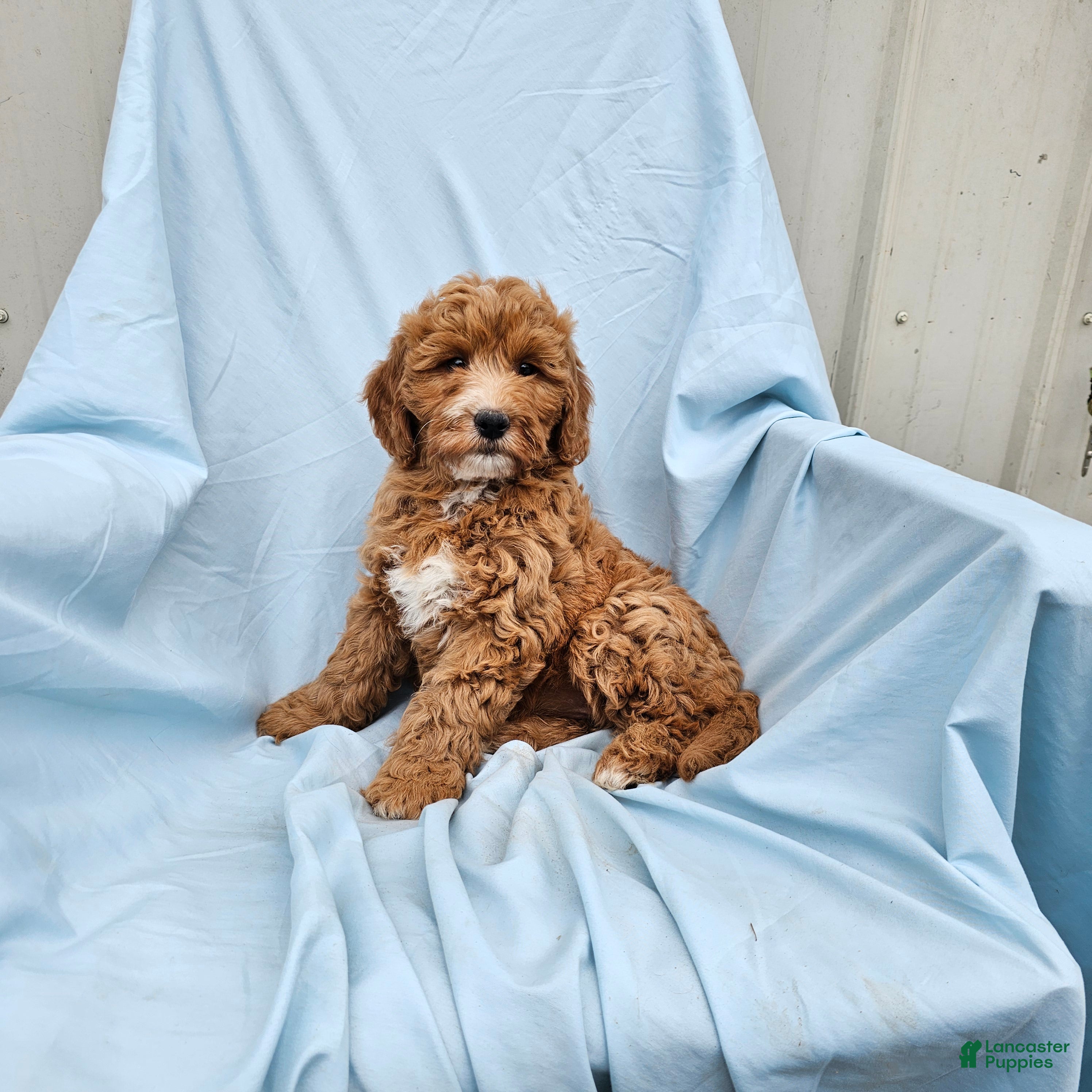 Mini Goldendoodle dogs for sale: Reba - Ad 3