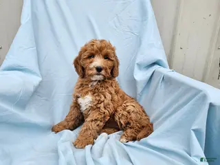 Mini Goldendoodle dogs for sale: Reba - Ad 3