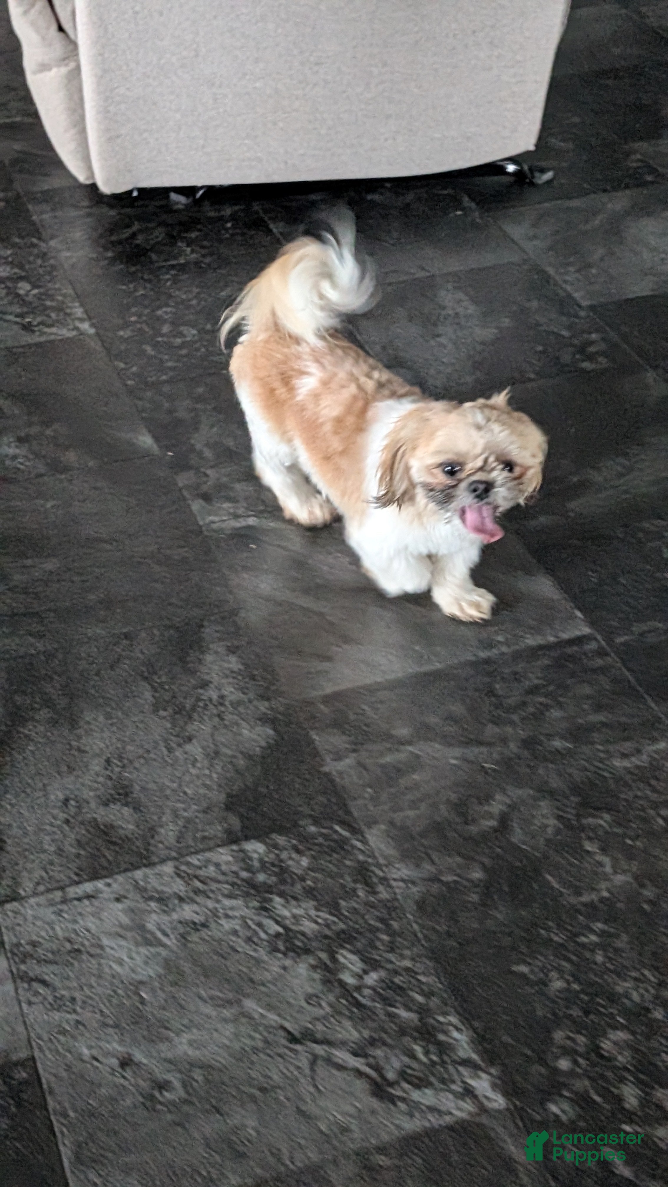 Shih Tzu dogs Tripp  - Ad 14