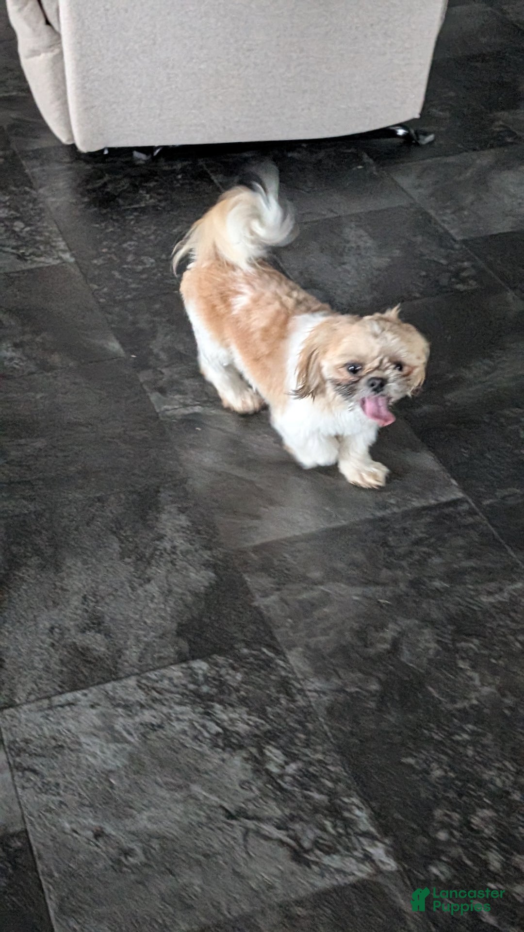 Shih Tzu dogs for sale: Tripp  - Ad 14