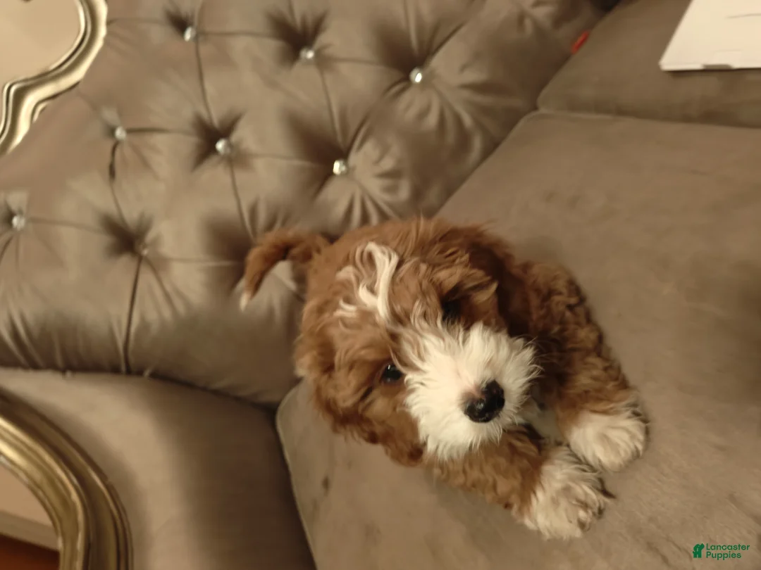 Mixed Breed dogs for sale: Mixed Breed Puppy 2 - Ad 5