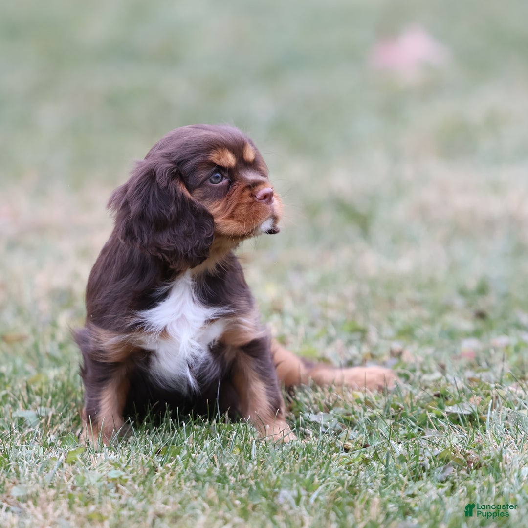 Cavalier King Charles Spaniel dogs for sale: Butterfinger - Ad 4