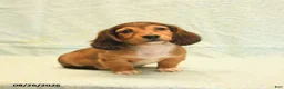 Dachshund dogs for sale: Lilac - Ad 4