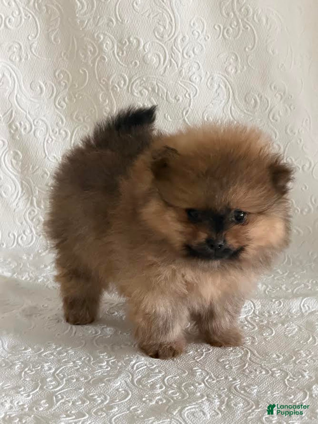 Pomeranian dogs for sale: Diva - Ad 2