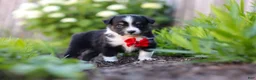 Toy Australian Shepherd dogs for sale: Logan - Ad 6