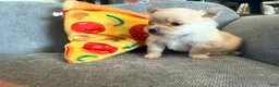 Pomchi dogs for sale: Fuji - Ad 3