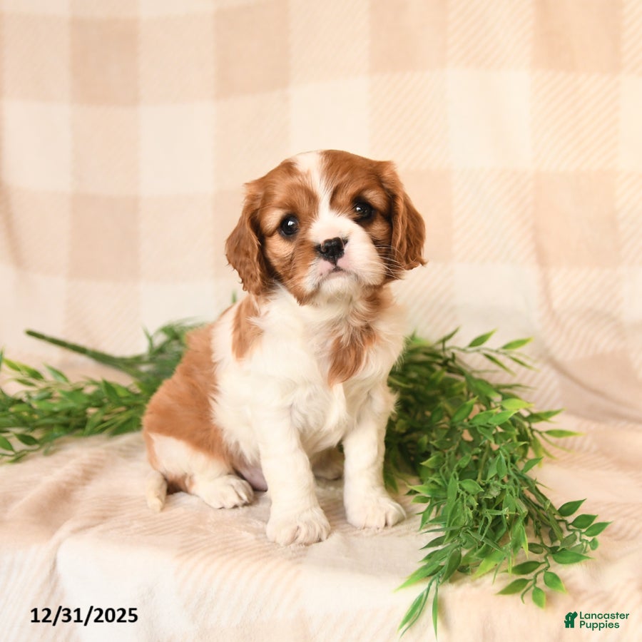 Cavalier King Charles Spaniel dogs Josie - Ad 11