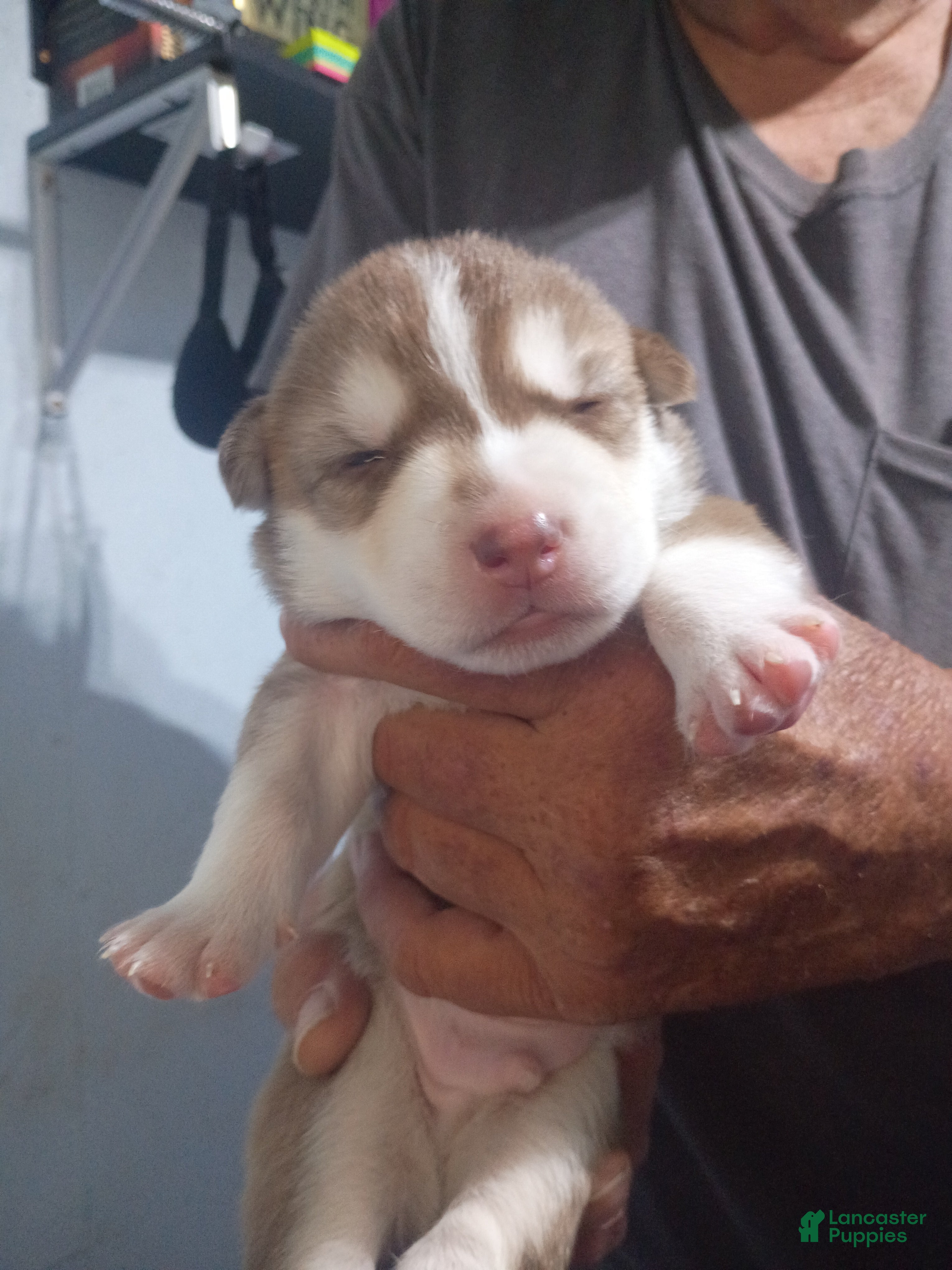 Siberian Husky dogs Orange Collar 5th Born - Temp Name is Tangerine - Ad 1