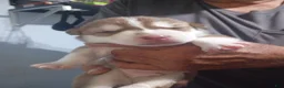 Siberian Husky dogs for sale: Orange Collar 5th Born - Temp Name is Tangerine - Ad 5