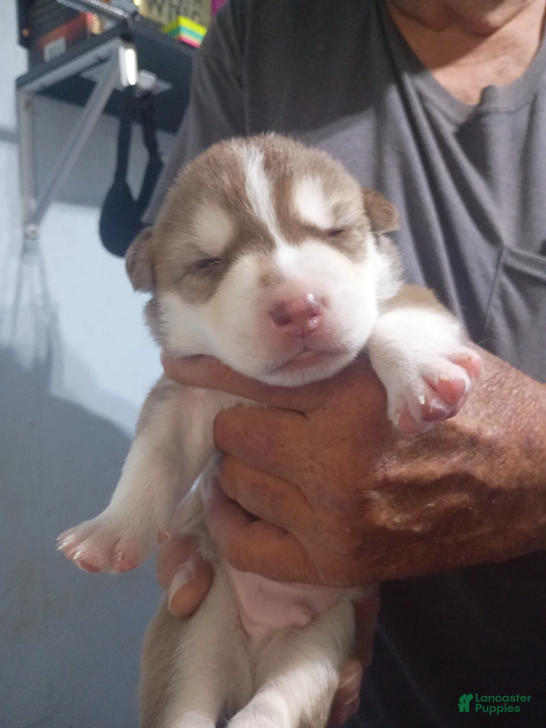 Siberian Husky Puppies for sale in Davenport, Florida | Lancaster