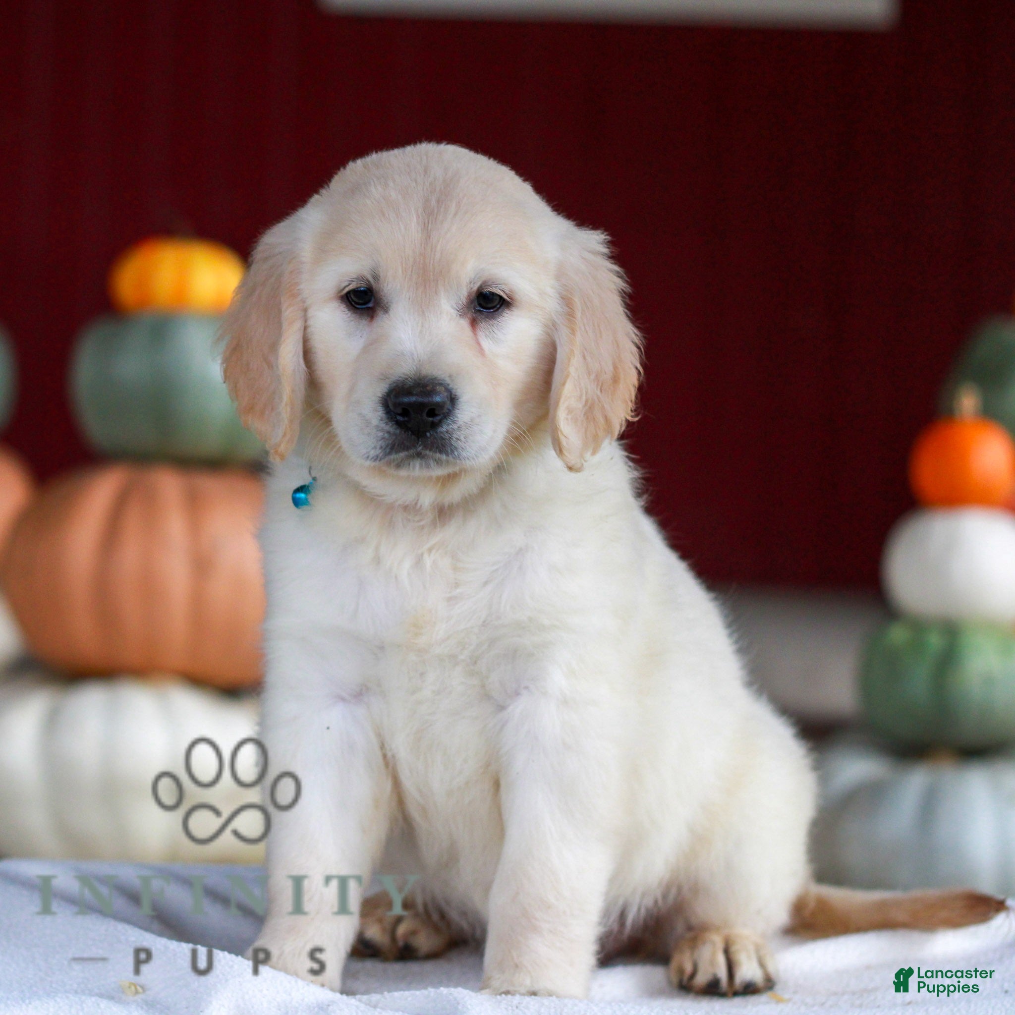 Golden Retriever dogs for sale: Lucy  - Ad 1