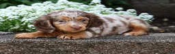 Miniature Dachshund dogs for sale: Bennett - Ad 8