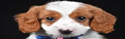 Cavapoo dogs for sale: Buddy - Ad 9