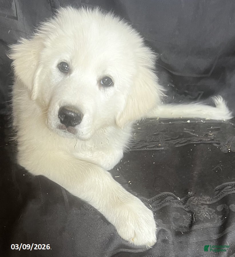 Great Pyrenees dogs Sasha - Ad 1