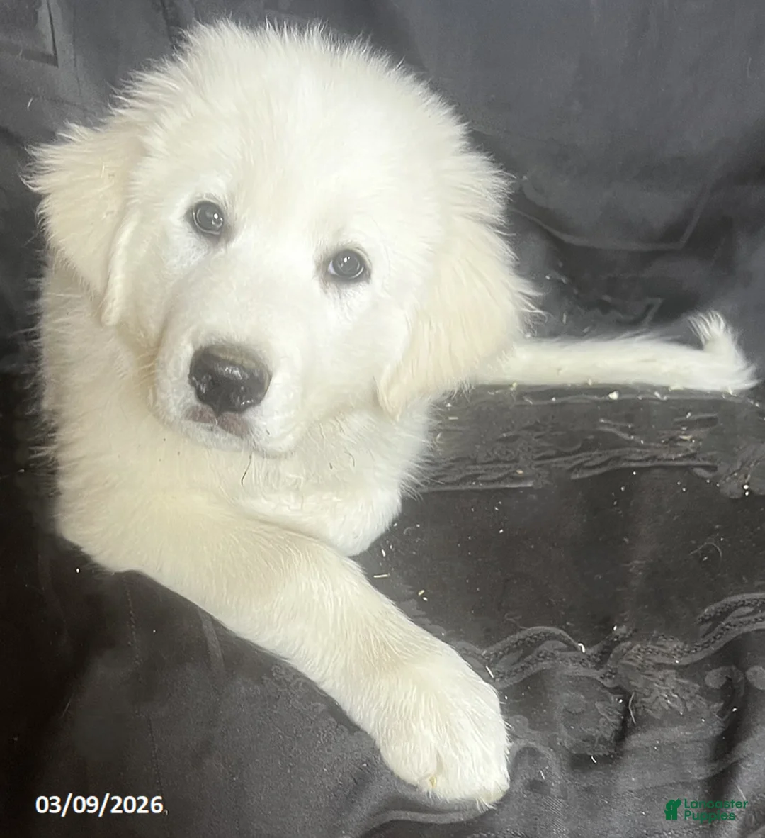 Great Pyrenees dogs for sale: Sasha - Ad 1
