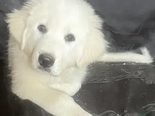 Great Pyrenees dogs for sale: Sasha - Ad 2