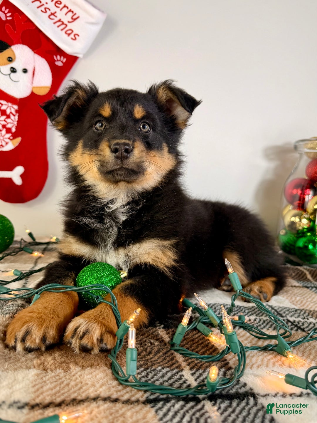 Australian Shepherd dogs for sale: Angel - Ad 4