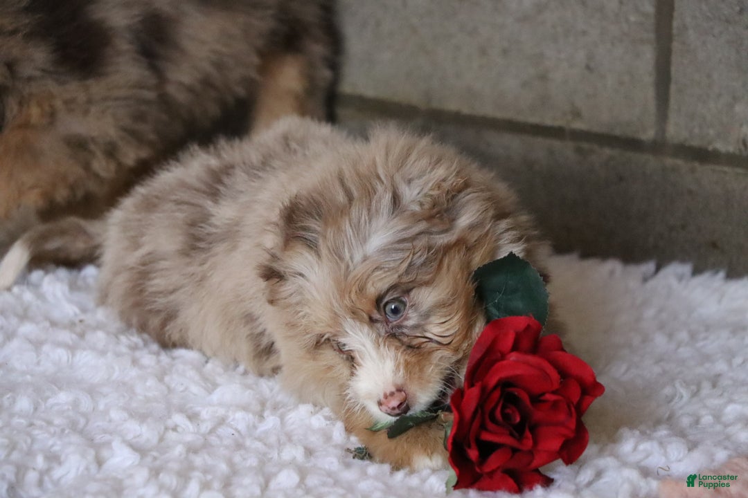 Mixed Breed dogs for sale: Poppy  - Ad 5