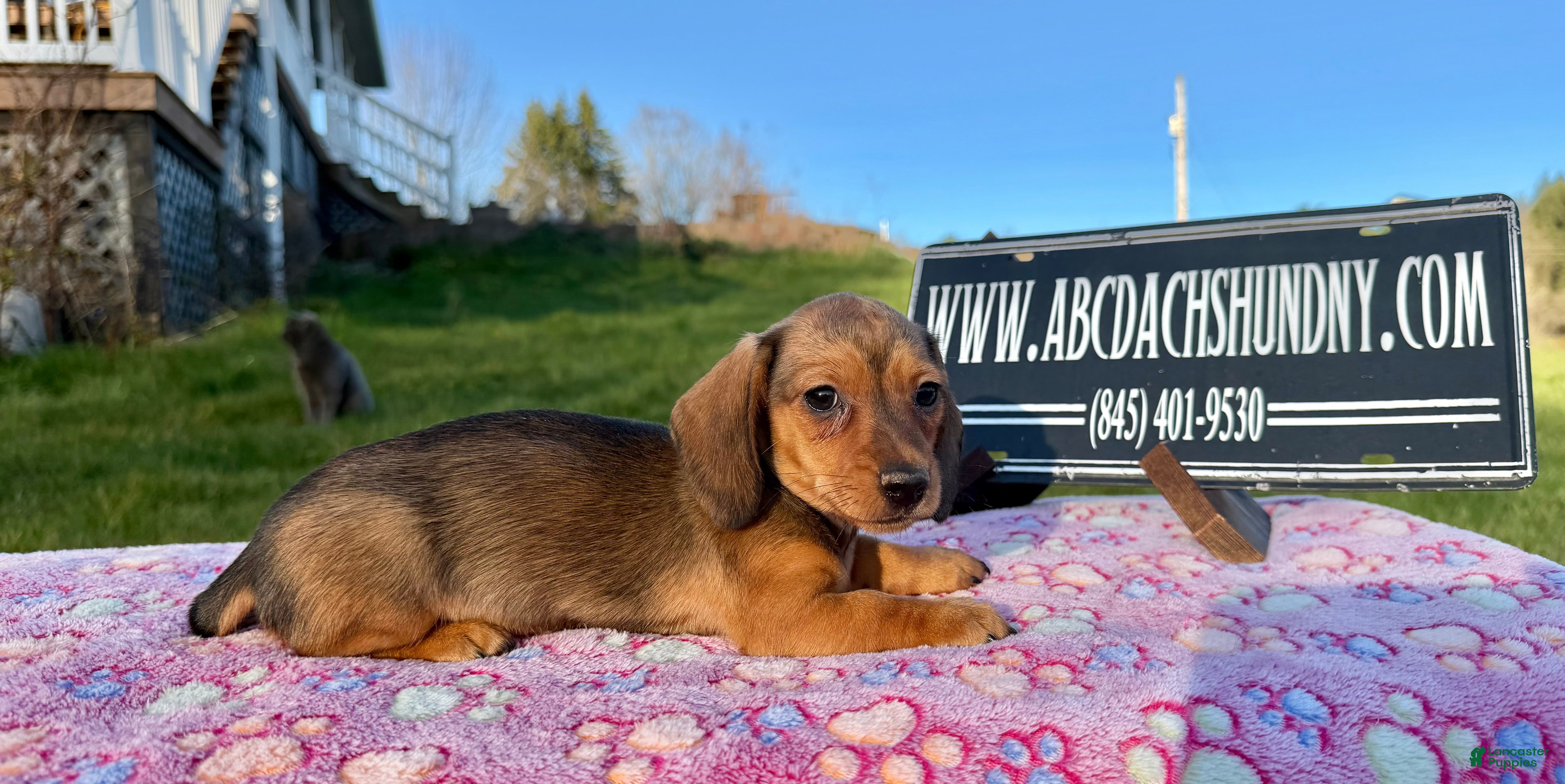 Miniature Dachshund dogs Red smooth female  - Ad 39