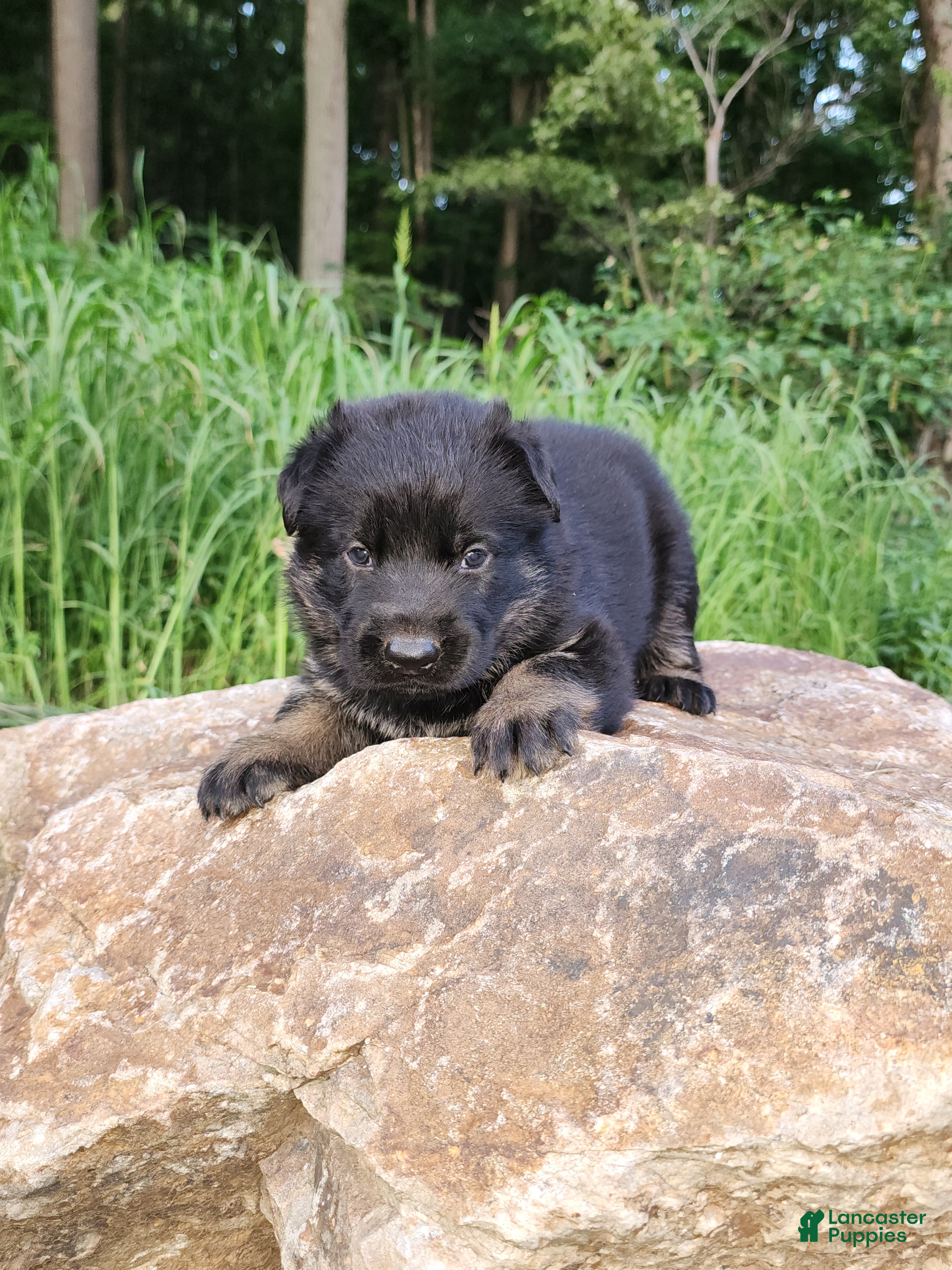 German Shepherd dogs German Shepherd 7 Trek - Ad 1