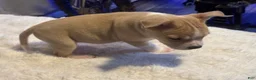 Mixed Breed dogs for sale: Latte - Ad 4