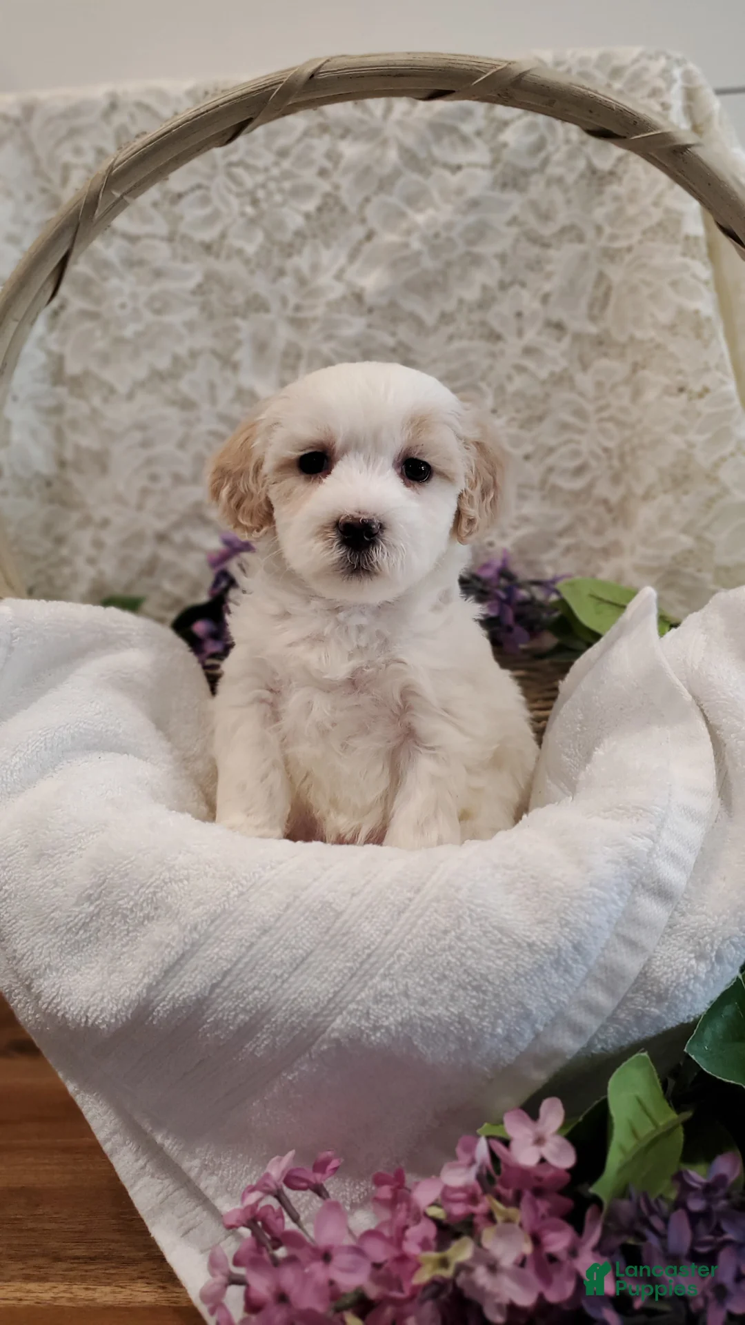 Mixed Breed dogs for sale: Gracie - Ad 3